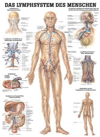 Bild von Lehrtafel Lymphsytem 70x100cm